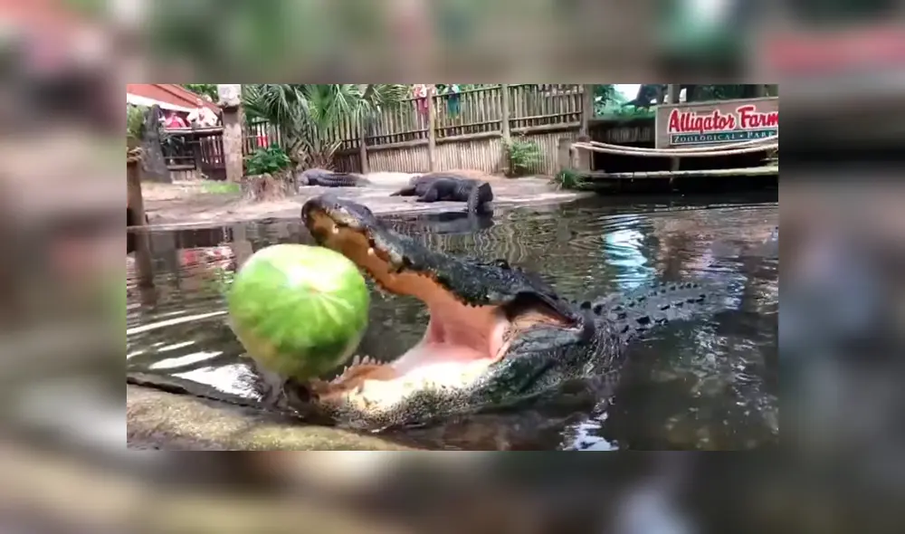 Hombre arroja sandía a la boca de enorme cocodrilo y este la destroza en mil pedazos [VIDEO] 