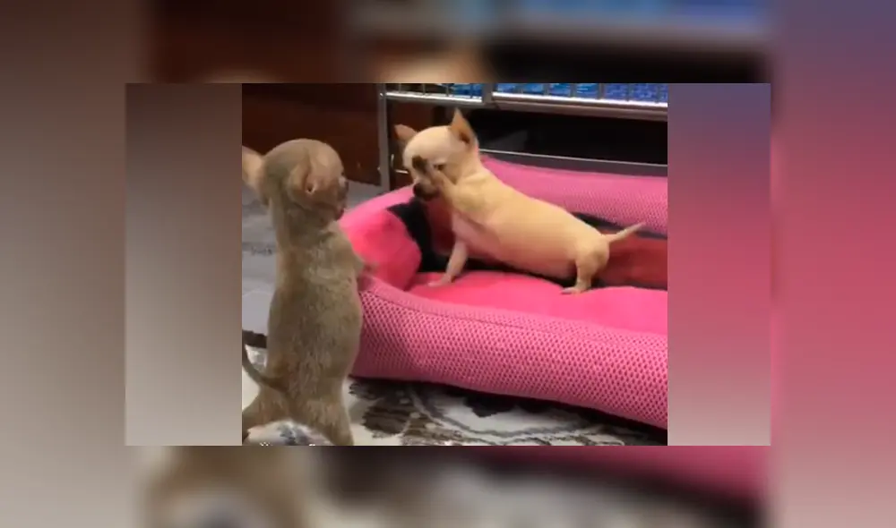 Facebook viral: mujer deja a sus chihuahuas bebés solos en casa y al volver los capta en una tierna escena