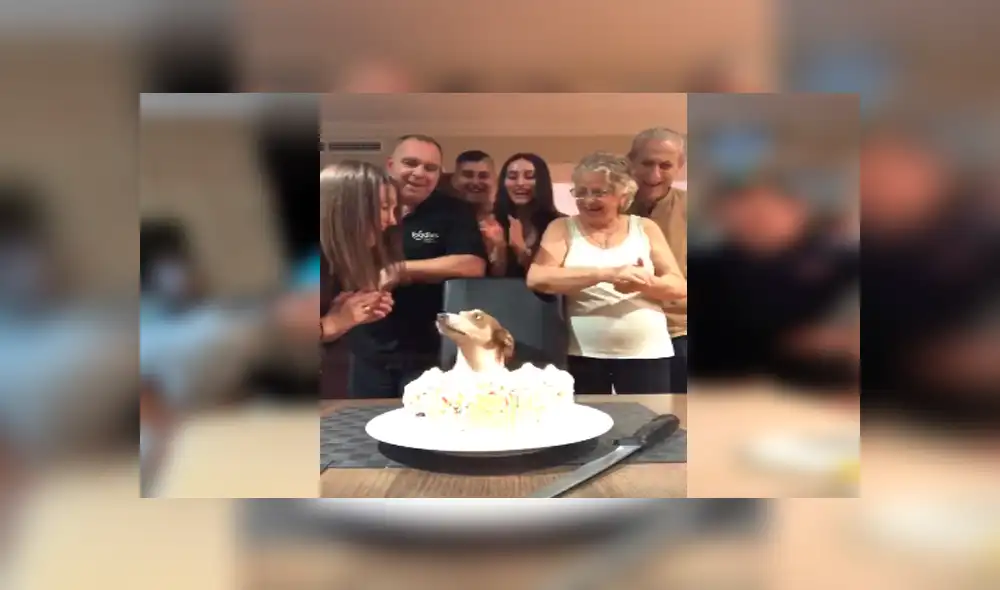 Desliza las imágenes para apreciar la conmovedora reacción del perro al notar la fiesta que organizó su familia.