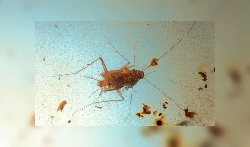 La cucaracha fue conservada increíblemente tras vivir en la era de los dinosaurios. Foto: Peter Peter Vršanský/Sendi et al. 2020.