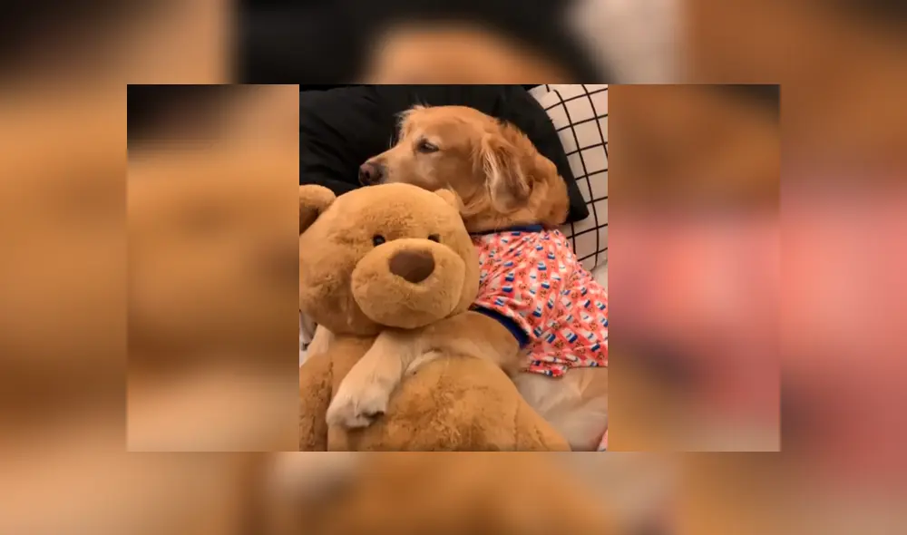 Desliza las imágenes para apreciar el emotivo momento entre un joven junto a la mascota de su pareja. Foto: Dog Lovers.