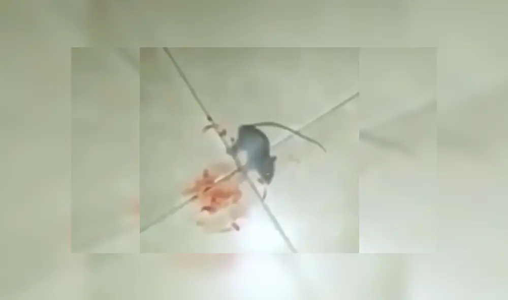 Desliza para ver los detalles del video viral publicado en YouTube. Foto: Captura. Desliza para ver los detalles del video viral publicado en YouTube. Foto: Captura.