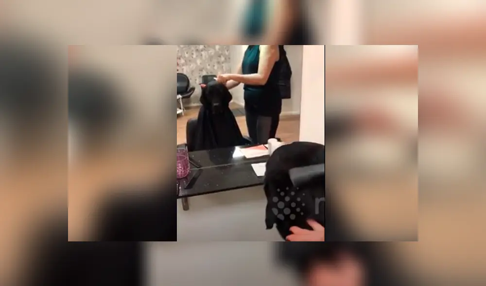 Desliza hacia la izquierda para ver la reacción de un perro cuando cortaban sus pelos. Video viral de YouTube.