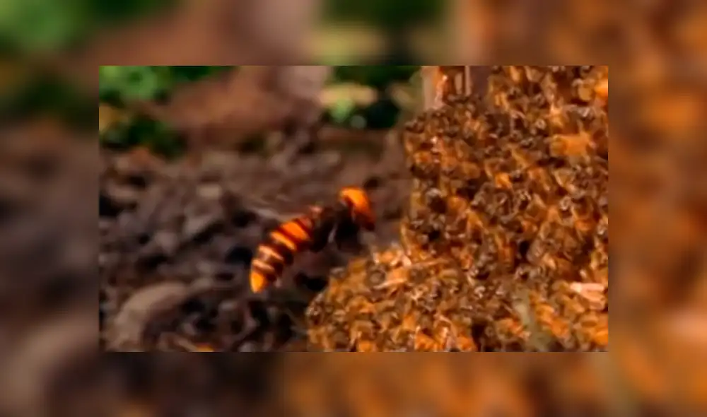 YouTube: Furiosas avispas acaban con una colonia de 30 mil abejas y video deja en shock a todos
