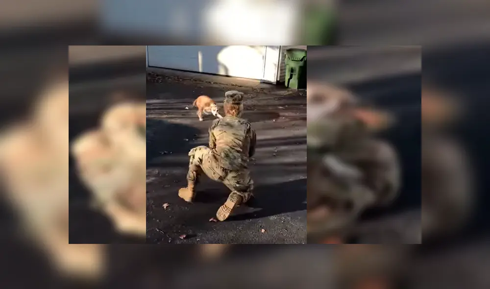 El can no reconocía a su dueña al verla después de tiempo, pero su conducta cambió cuando tuvo contacto con ella. El emotivo reencuentro se hizo viral en YouTube. El can no reconocía a su dueña al verla después de tiempo, pero su conducta cambió cuando tuvo contacto con ella. El emotivo reencuentro se hizo viral en YouTube.