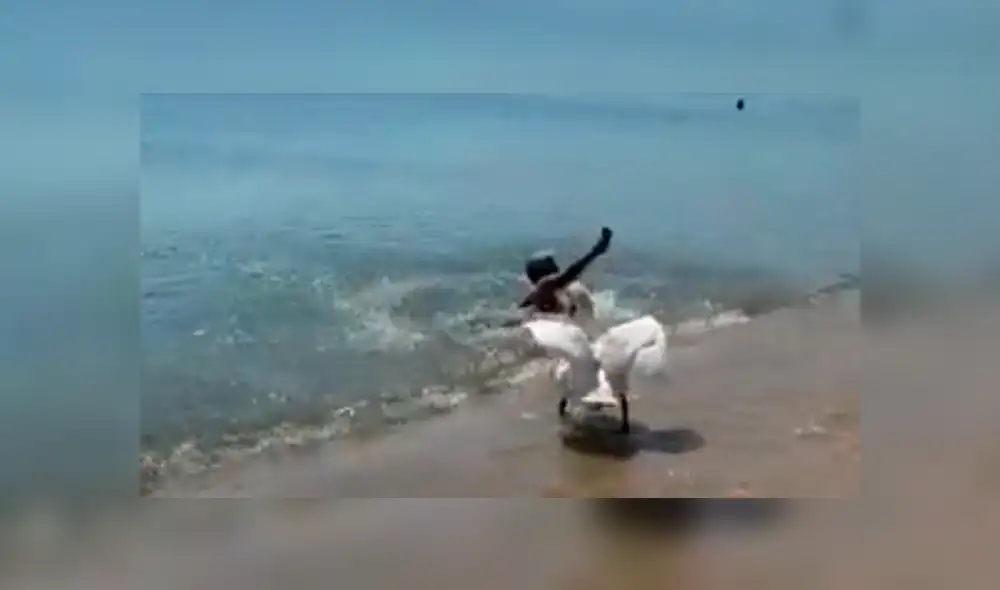 YouTube viral: intenta tomarse 'selfie' con cisne y queda aterrada segundos después [VIDEO]