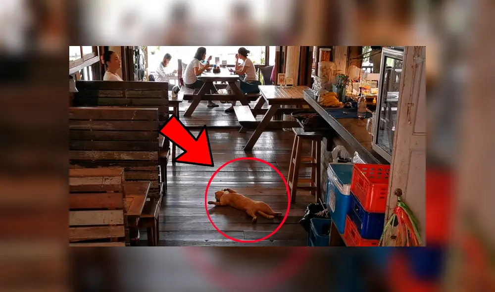 YouTube viral: gata causa furor en redes con su peculiar forma de descansar en un restaurante [VIDEO]