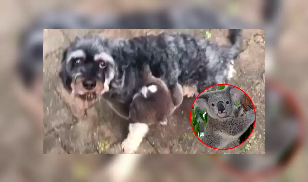 Los koalas dependen mucho de su madre cuando son bebés por lo que si no está, es muy difícil que sobrevivan. Vía Facebook Foto: captura Los koalas dependen mucho de su madre cuando son bebés por lo que si no está, es muy difícil que sobrevivan. Vía Facebook Foto: captura