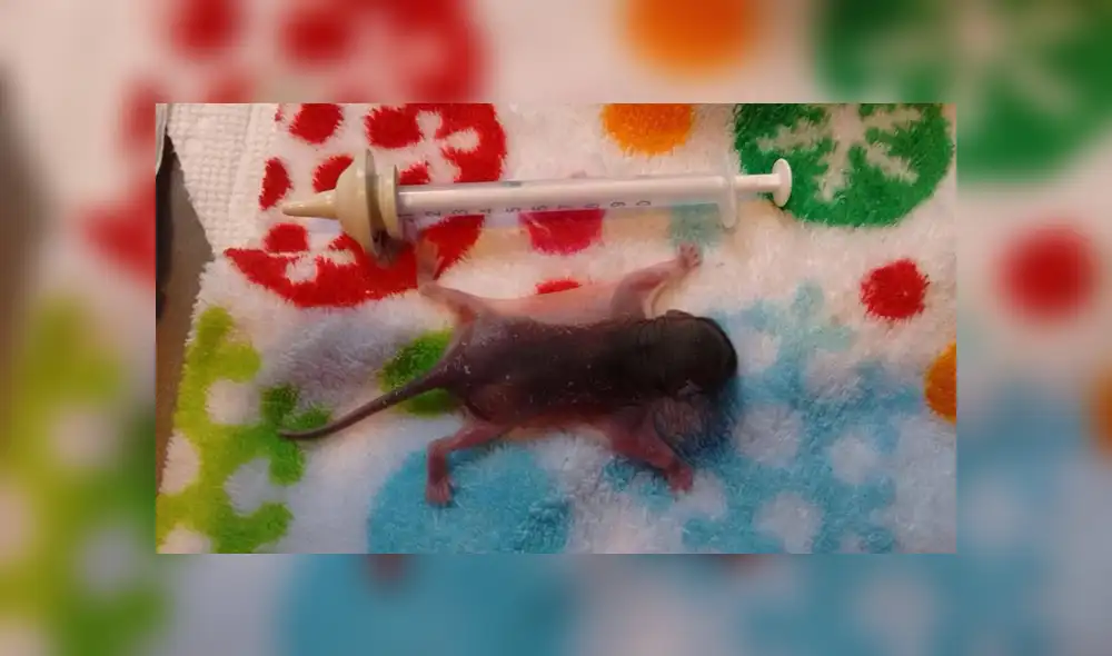 En Facebook, la joven encontró al pequeño animal en la calle con pocas probabilidades de sobrevivir y solo pesaba 4 gramos.