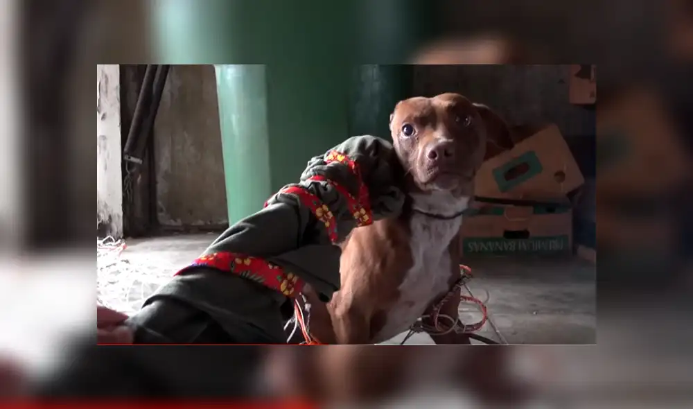 Youtube viral: Perro callejero recibe caricias por primera vez y su reacción conmueve a todos [VIDEO]