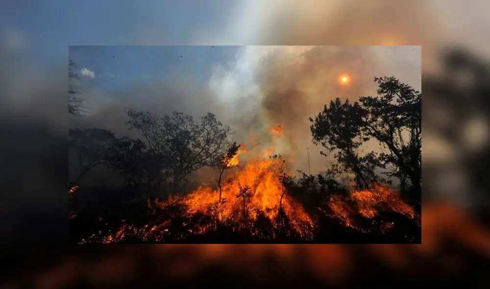Miles de hectáreas de selva quedaron reducidas a cenizas por el incendio que lleva 17 días. Foto: AFP