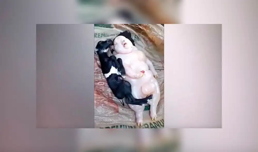 YouTube viral: cabra da a luz extraña criatura mitad cerdo, mitad humano y aterra a miles [VIDEO]