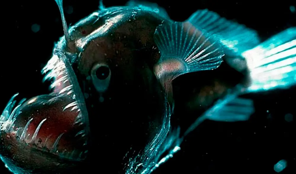 Según el estudio, las especies de aguas profundas, como los peces linterna, son susceptibles a este fenómeno. Foto: depeces.com Según el estudio, las especies de aguas profundas, como los peces linterna, son susceptibles a este fenómeno. Foto: depeces.com