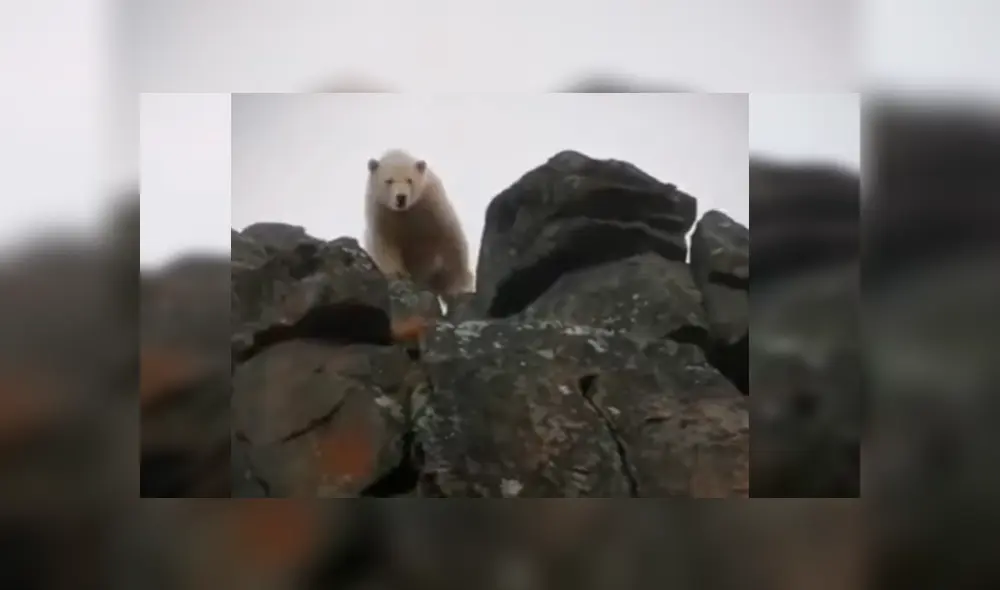 Reporteros fueron sorprendidos por el enorme depredador cuando estaban filmando un documental sobre sobre la conservación de los animales