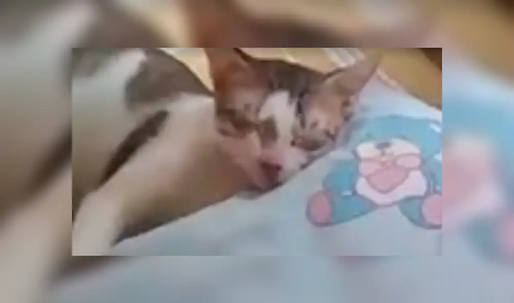 Facebook: joven desafinado le canta a su gato para que no duerma y este reacciona de forma inesperada [VIDEO]