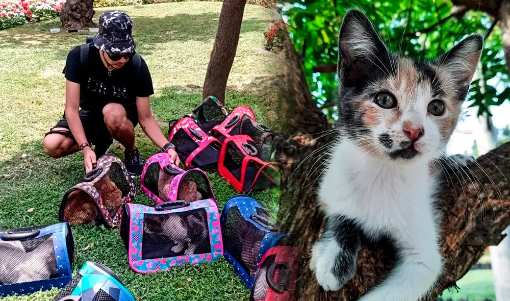 Los gatos en el parque Kennedy han vivido aquí desde hace más de dos décadas. Foto: Composición GLR / Gatos Kennedy Oficial
