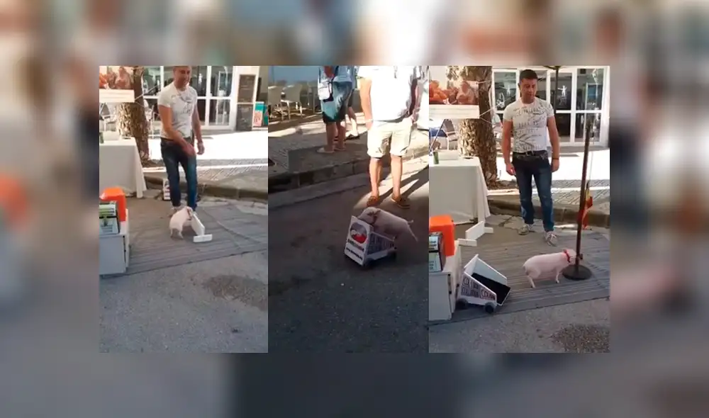 YouTube viral: miles sorprendidos con cerdito que hace trucos a cambio de monedas [VIDEO]