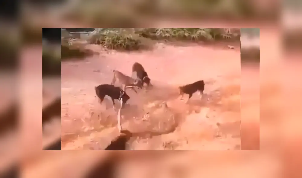 Feroces perros se enfrentan con enorme serpiente que ingresó a casa de su amo. Feroces perros se enfrentan con enorme serpiente que ingresó a casa de su amo.