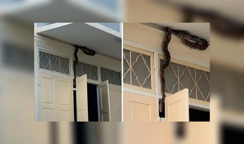 Desliza la imagen para ver a la enorme serpiente. Foto: Viral Press/YouTube Desliza la imagen para ver a la enorme serpiente. Foto: Viral Press/YouTube
