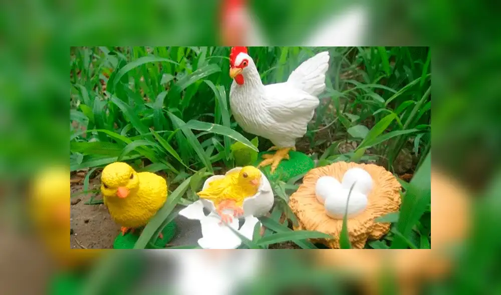 Vía Facebook: niña explica su tarea sobre la vida de un pollo a su padre y hace reír a todo Internet [VIDEO]