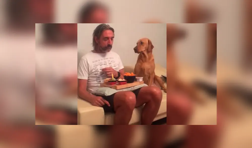 El can hizo reír a miles con su orgullosa conducta para evitar que su dueño se dé cuenta de que quería un bocado El can hizo reír a miles con su orgullosa conducta para evitar que su dueño se dé cuenta de que quería un bocado