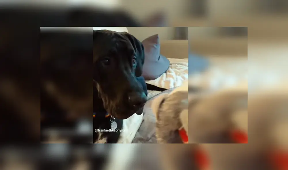 En Facebook, un chico utilizó un terrorífico muñeco para asustar a su perro sin imaginar su reacción. En Facebook, un chico utilizó un terrorífico muñeco para asustar a su perro sin imaginar su reacción.