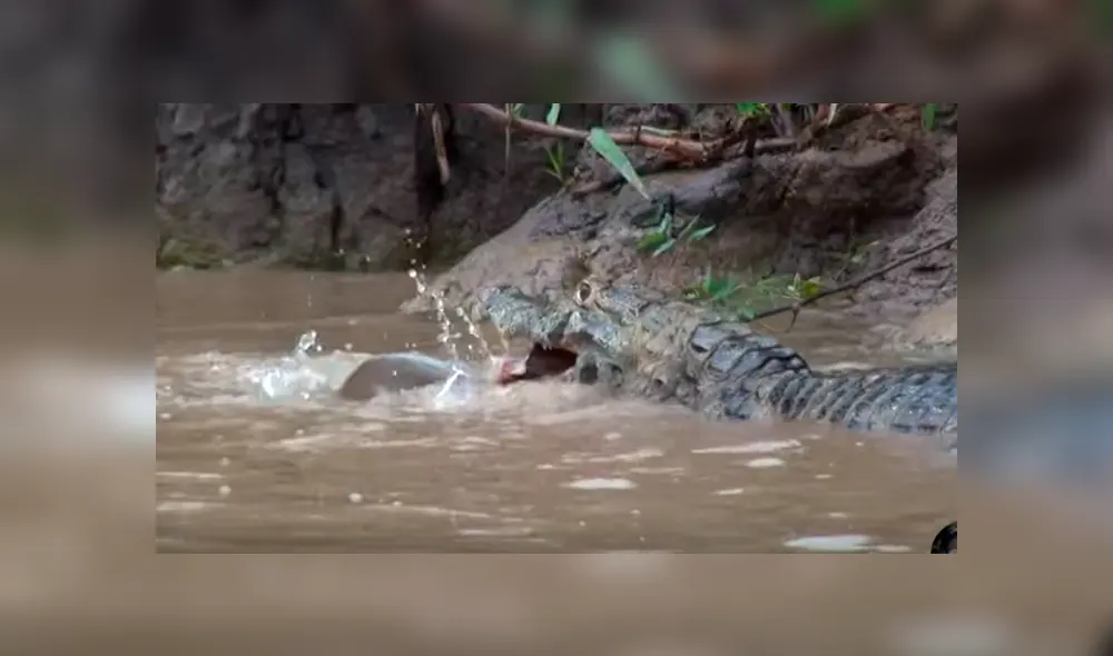 Desliza hacia la izquierda para ver el brutal enfrentamiento de los reptiles que se ha vuelto viral en YouTube. Desliza hacia la izquierda para ver el brutal enfrentamiento de los reptiles que se ha vuelto viral en YouTube.