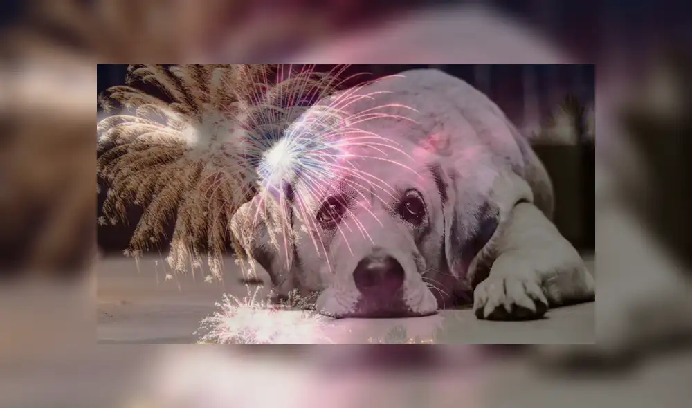 El can huyó desesperado tras espantarse con el ruido de los fuegos artificiales. (Foto: referencial)