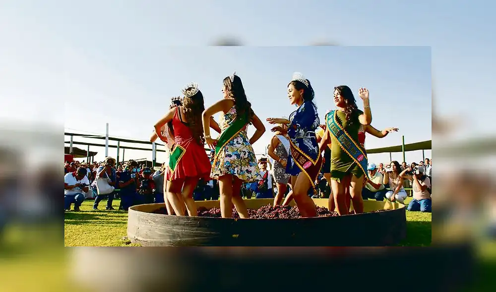 Vendimia: las pisadas que sacan los mejores piscos y vinos