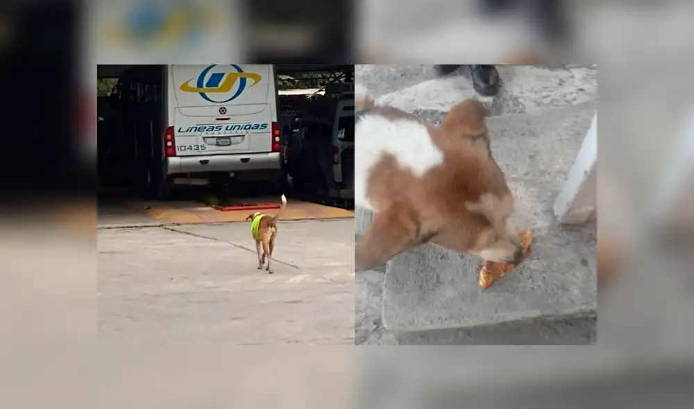 Desliza a la izquierda para conocer al can que conmovió a todo Facebook. Foto: Facebook Firulais.