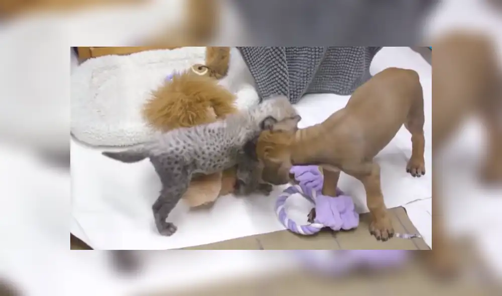A través de YouTube se hizo viral la historia de un guepardo y un perro, los cuales se conocieron cuando eran unos cachorros.