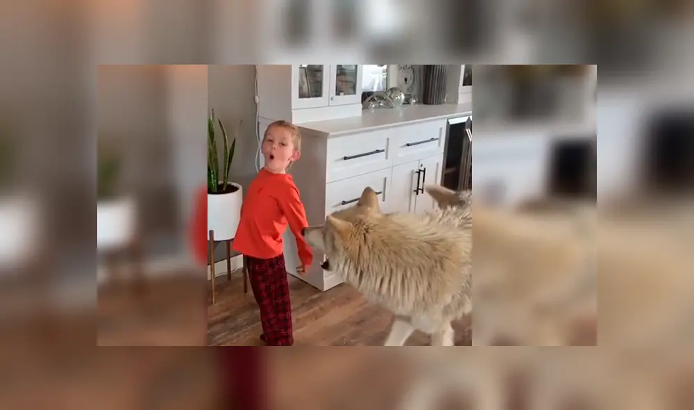 En YouTube, un pequeño sorprendió al seguir las indicaciones de un gigantesco lobo que le enseñaba aullar.