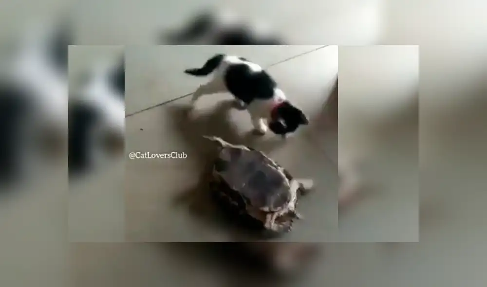 El felino se ganó los aplausos de cientos de internautas tras protagonizar un curioso episodio con una tortuga en casa de su dueña