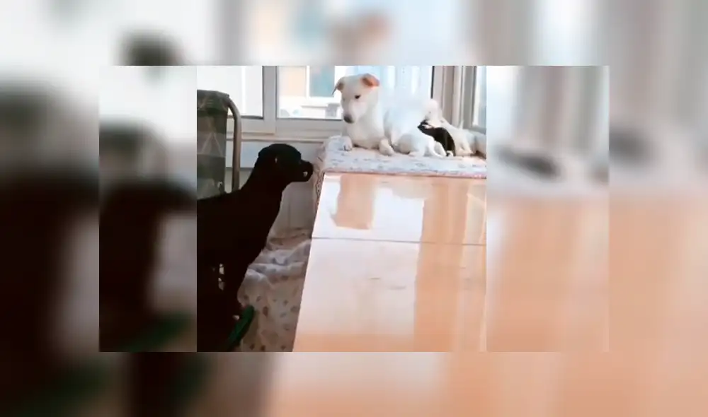 En Facebook, un perro conmovió al brindarle alimento a su pareja que estaba echada junto a sus bebés. En Facebook, un perro conmovió al brindarle alimento a su pareja que estaba echada junto a sus bebés.