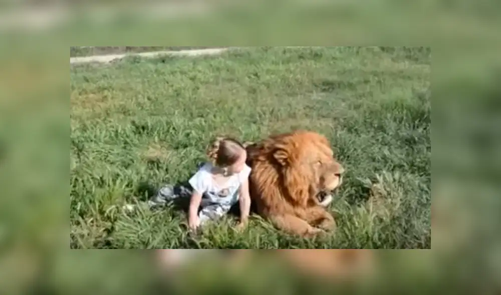 YouTube viral: Niña entra a calabozo de leones y la reacción de estos deja impactados a todos [VIDEO]