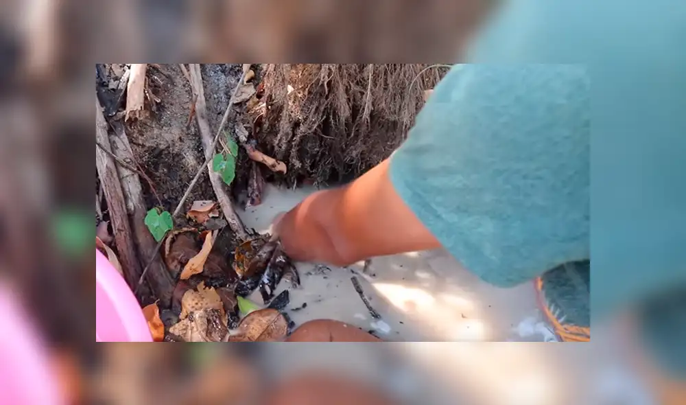 YouTube viral: 'Misteriosas criaturas' emergen de hoyo que descubrió joven [VIDEO]