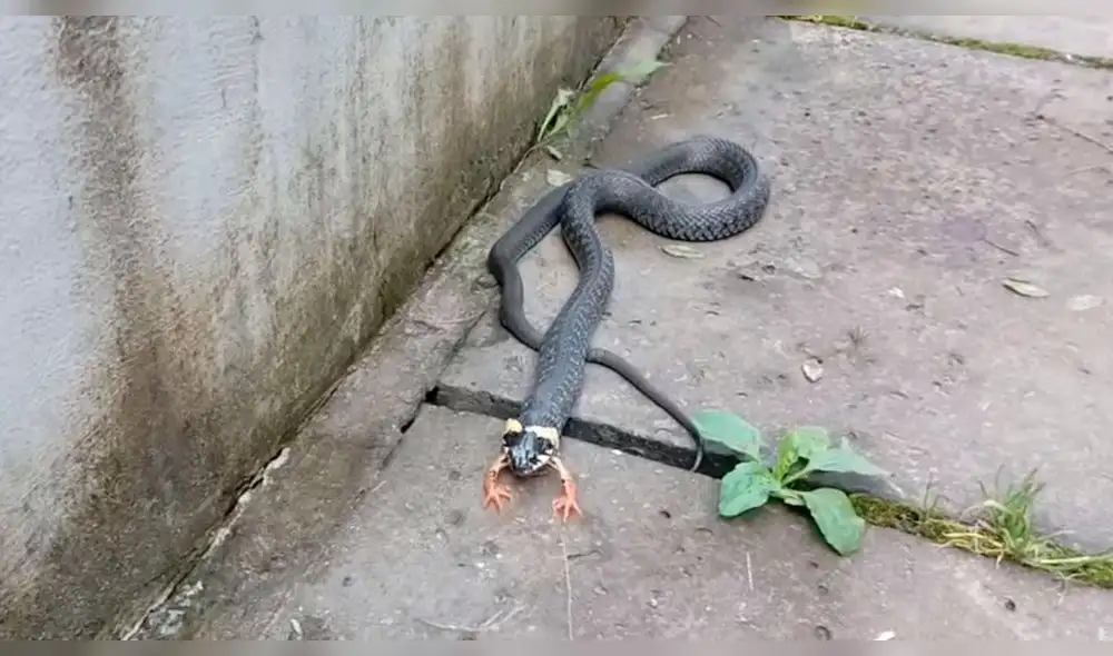 Facebook viral: ¿Una serpiente con patas? las imágenes aterran las redes [VIDEO]