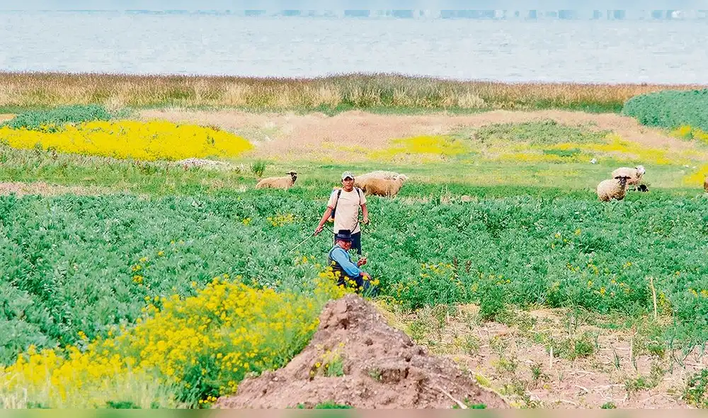 Veranillo afectó hasta 40% de cultivos en 13 provincias de Puno