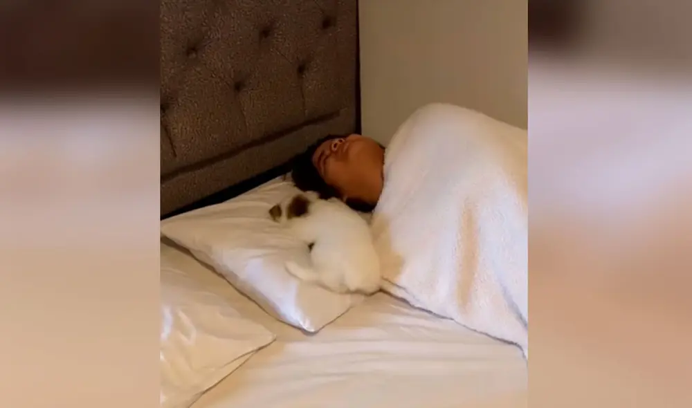 Desliza las imágenes para apreciar los amorosos mimos que recibió una joven por parte de su cachorro. Foto: captura de TikTok Desliza las imágenes para apreciar los amorosos mimos que recibió una joven por parte de su cachorro. Foto: captura de TikTok