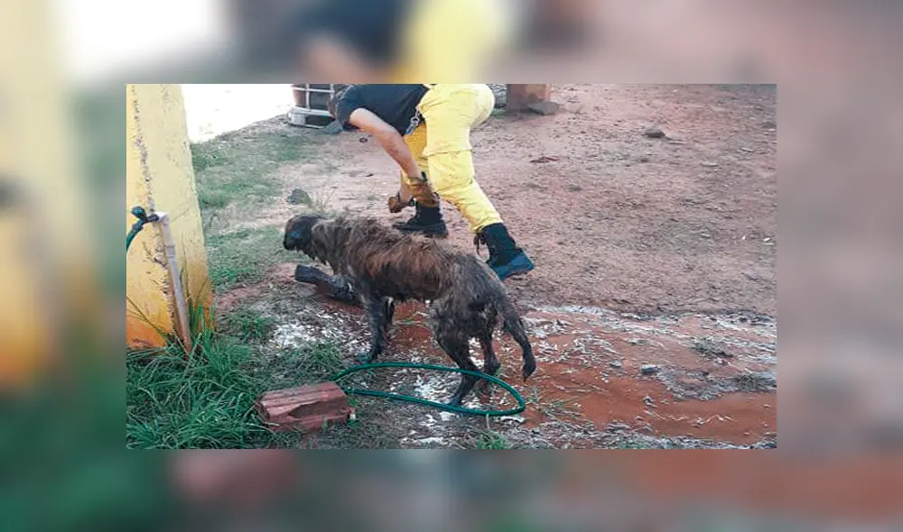 Perro fue enterrado vivo en cancha de fútbol y es rescatado cuando estaba a punto de morir [VIDEO]