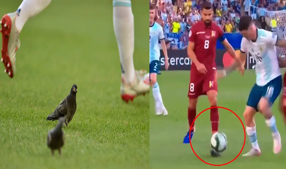 Copa América 2019: Paloma se metió en el Argentina vs Venezuela y salió lastimada. | Foto: AFP Copa América 2019: Paloma se metió en el Argentina vs Venezuela y salió lastimada. | Foto: AFP