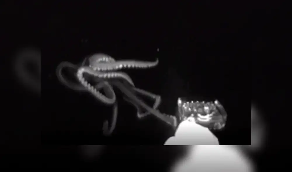 Científicos captan 'misteriosa criatura' en las profundidades del mar. Científicos captan 'misteriosa criatura' en las profundidades del mar.