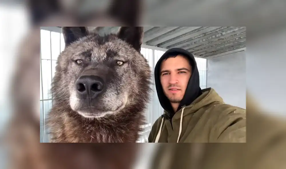 YouTube viral: chico busca tomarse selfie con enorme lobo negro y este reacciona así [VIDEO]