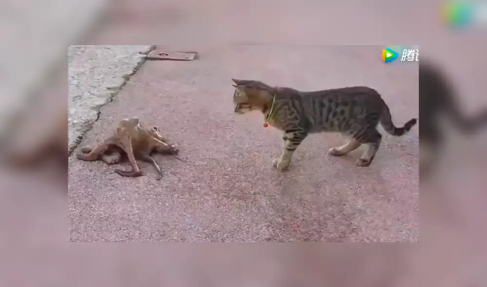 YouTube viral: enorme criatura emerge del mar y se enfrenta a curioso gato [VIDEO]