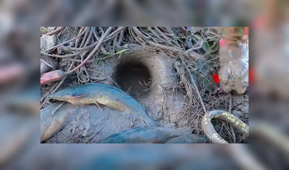 Desliza hacia la izquierda para ver el hallazgo que hizo el pescador y se volvió viral en YouTube.