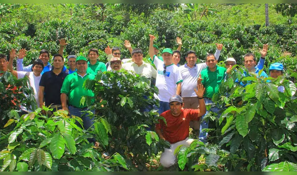 Huánuco: Inician proyecto de cosecha y poscosecha de café a favor de 500 familias