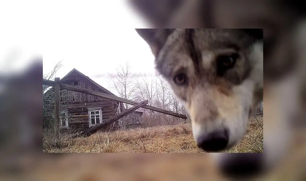 La vida florece en Chernobyl a pesar de ecosistema radiactivo [FOTOS]