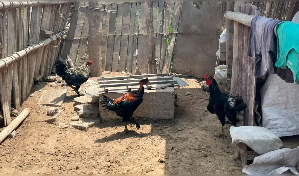 . Foto: Rosa Quincho/URPI-LR . Foto: Rosa Quincho/URPI-LR