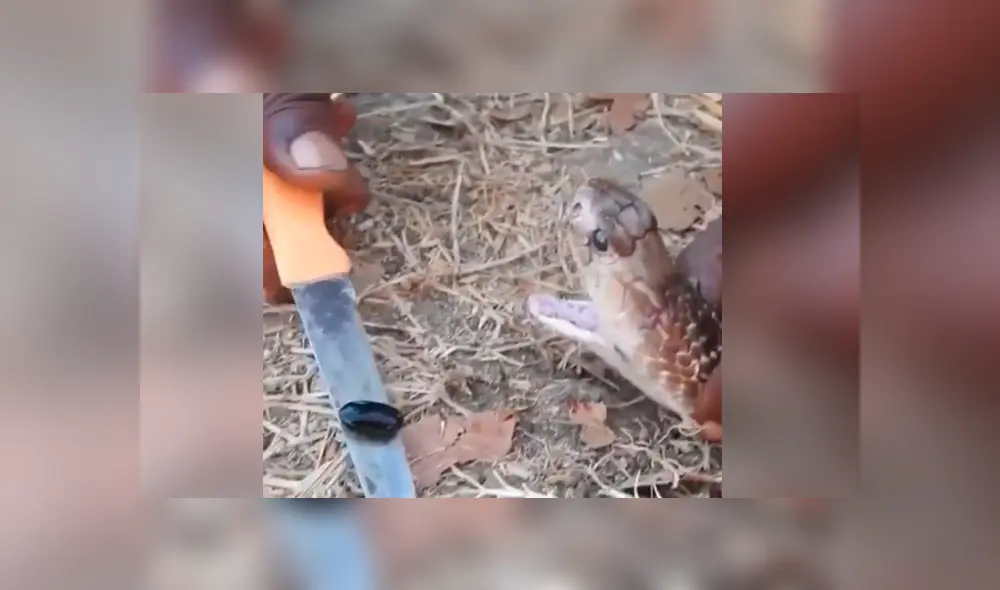 YouTube viral: joven le extrae ‘piedra’ a cobra real para crear antídoto contra letal veneno YouTube viral: joven le extrae ‘piedra’ a cobra real para crear antídoto contra letal veneno