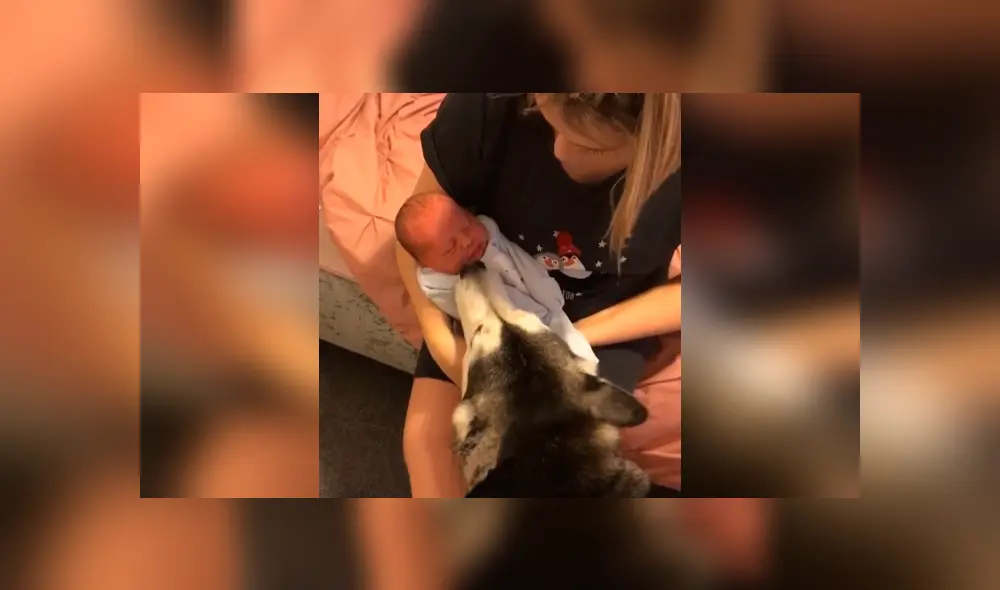 Desliza las imágenes para apreciar la recopilación de conmovedores momentos de un bebé con su perro. Desliza las imágenes para apreciar la recopilación de conmovedores momentos de un bebé con su perro.